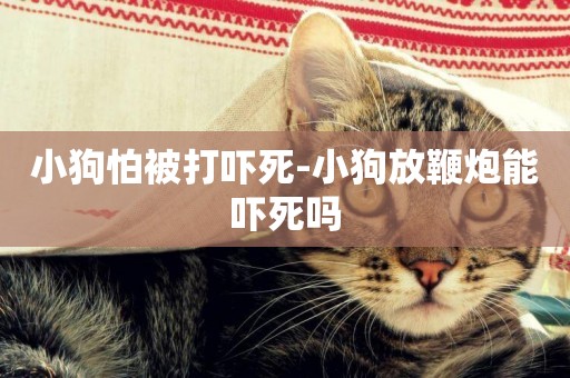 小狗怕被打嚇死-小狗放鞭炮能嚇死嗎