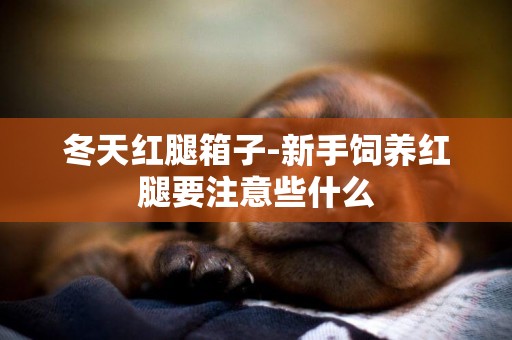 冬天紅腿箱子-新手飼養紅腿要注意些什么