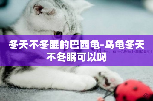 冬天不冬眠的巴西龜-烏龜冬天不冬眠可以嗎
