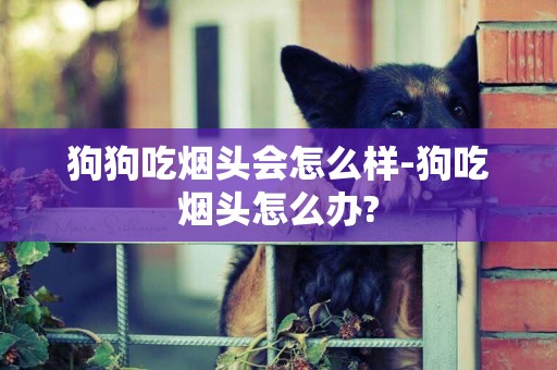 狗狗吃煙頭會怎么樣-狗吃煙頭怎么辦?