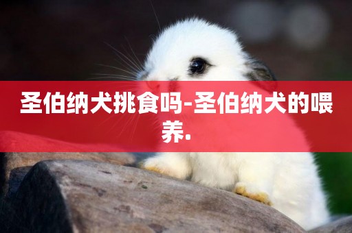 圣伯納犬挑食嗎-圣伯納犬的喂養.
