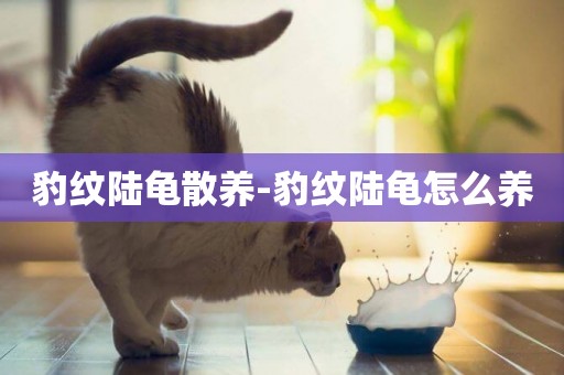 豹紋陸龜散養-豹紋陸龜怎么養