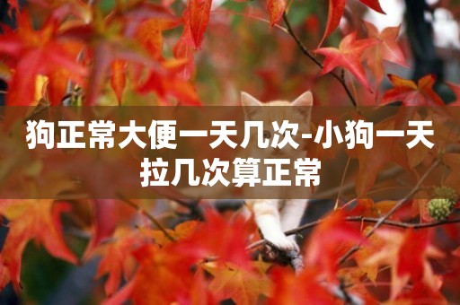 狗正常大便一天幾次-小狗一天拉幾次算正常