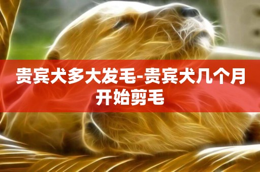 貴賓犬多大發毛-貴賓犬幾個月開始剪毛