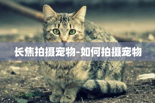 長焦拍攝寵物-如何拍攝寵物
