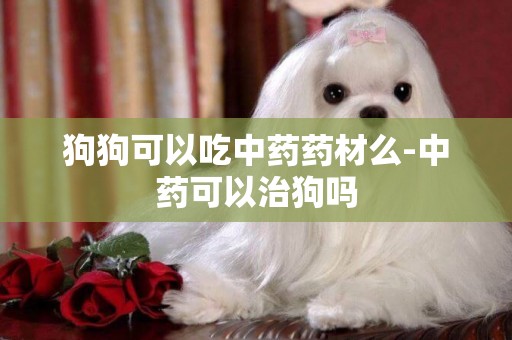 狗狗可以吃中藥藥材么-中藥可以治狗嗎