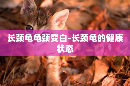 長頸龜龜頸變白-長頸龜的健康狀態