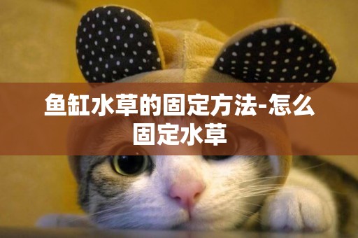 魚缸水草的固定方法-怎么固定水草