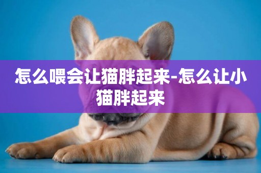 怎么喂會讓貓胖起來-怎么讓小貓胖起來