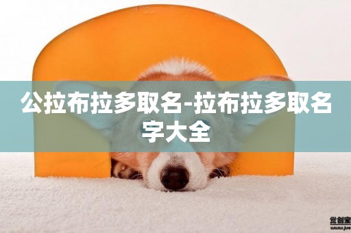 公拉布拉多取名-拉布拉多取名字大全