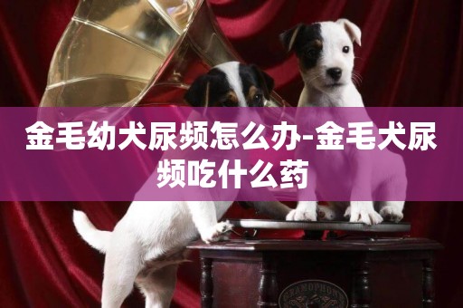 金毛幼犬尿頻怎么辦-金毛犬尿頻吃什么藥