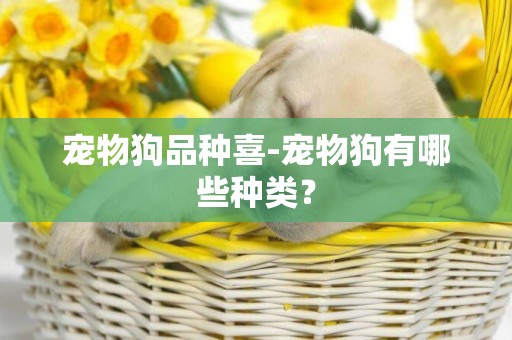 寵物狗品種喜-寵物狗有哪些種類？