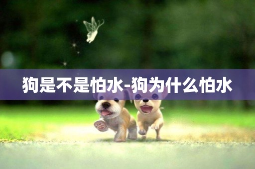 狗是不是怕水-狗為什么怕水