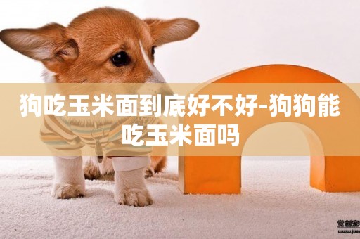 狗吃玉米面到底好不好-狗狗能吃玉米面嗎