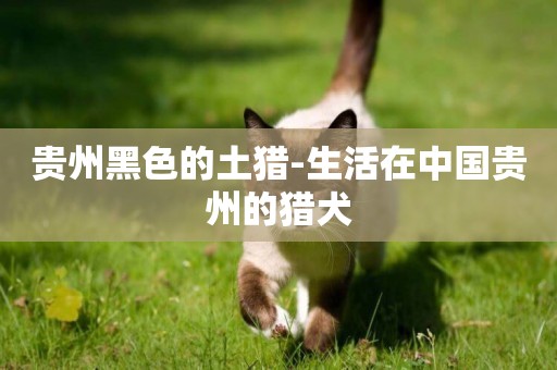 貴州黑色的土獵-生活在中國貴州的獵犬