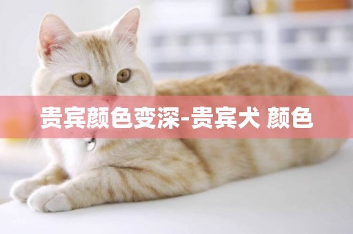 貴賓顏色變深-貴賓犬 顏色