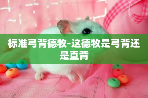 標準弓背德牧-這德牧是弓背還是直背