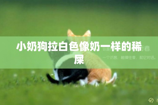 小奶狗拉白色像奶一樣的稀屎