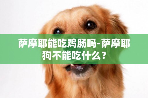 薩摩耶能吃雞腸嗎-薩摩耶狗不能吃什么？
