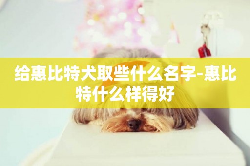 給惠比特犬取些什么名字-惠比特什么樣得好