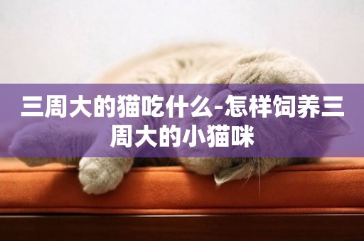 三周大的貓吃什么-怎樣飼養三周大的小貓咪