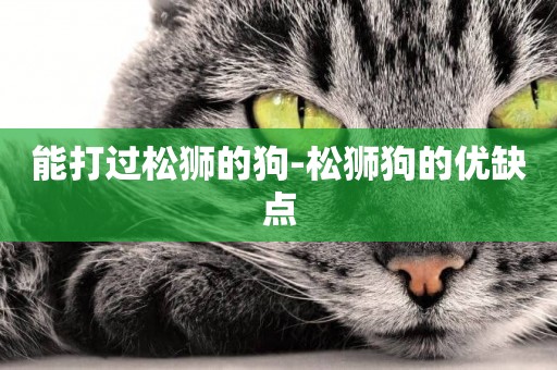 能打過松獅的狗-松獅狗的優缺點