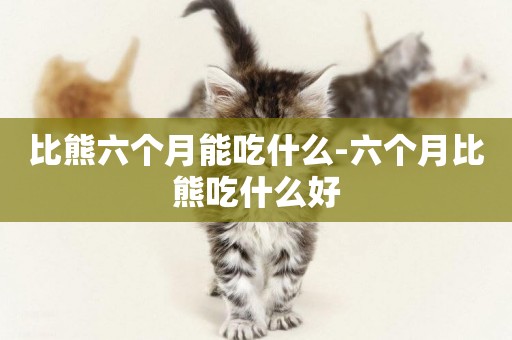 比熊六個月能吃什么-六個月比熊吃什么好