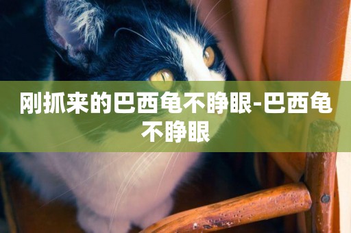 剛抓來的巴西龜不睜眼-巴西龜不睜眼
