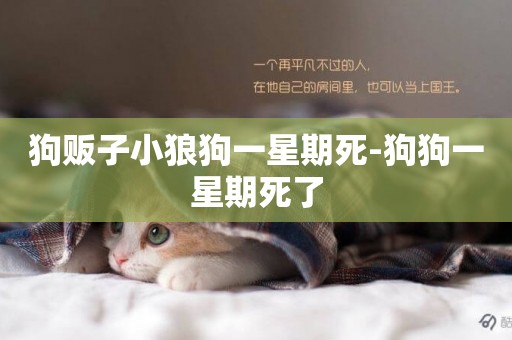 狗販子小狼狗一星期死-狗狗一星期死了