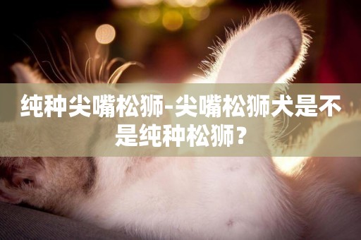 純種尖嘴松獅-尖嘴松獅犬是不是純種松獅？