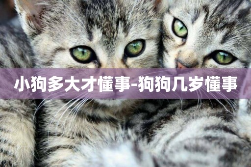 小狗多大才懂事-狗狗幾歲懂事