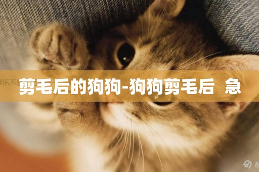 剪毛后的狗狗-狗狗剪毛后  急