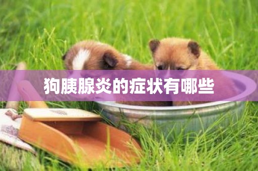 狗胰腺炎的癥狀有哪些