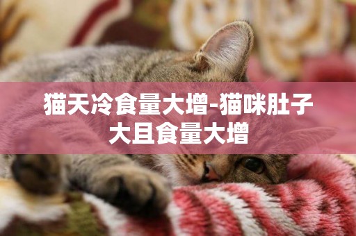 貓天冷食量大增-貓咪肚子大且食量大增