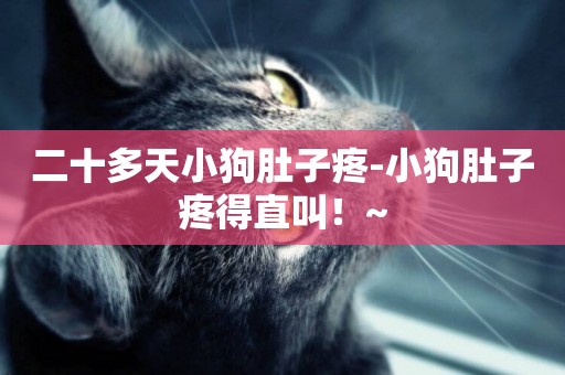 二十多天小狗肚子疼-小狗肚子疼得直叫！~