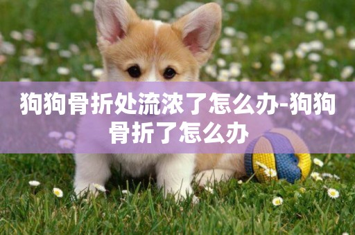 狗狗骨折處流濃了怎么辦-狗狗骨折了怎么辦