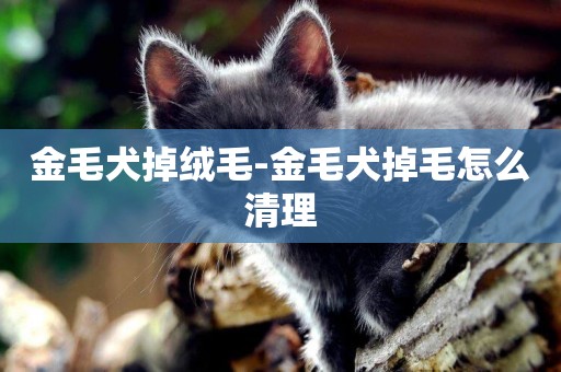 金毛犬掉絨毛-金毛犬掉毛怎么清理