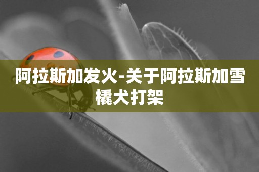阿拉斯加發火-關于阿拉斯加雪橇犬打架