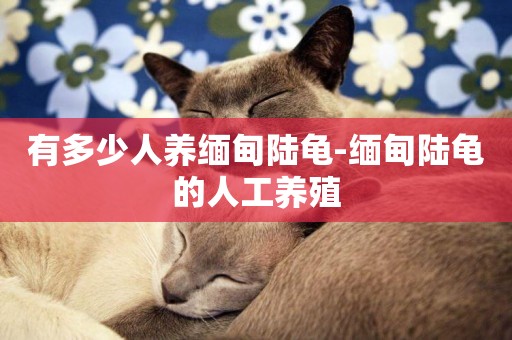 有多少人養緬甸陸龜-緬甸陸龜的人工養殖