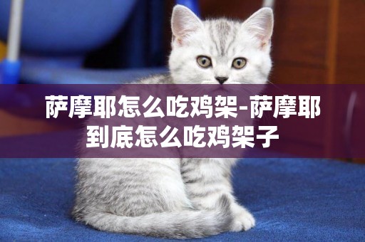 薩摩耶怎么吃雞架-薩摩耶到底怎么吃雞架子