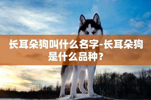 長耳朵狗叫什么名字-長耳朵狗是什么品種？
