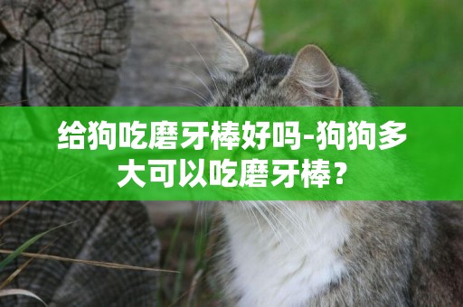 給狗吃磨牙棒好嗎-狗狗多大可以吃磨牙棒？