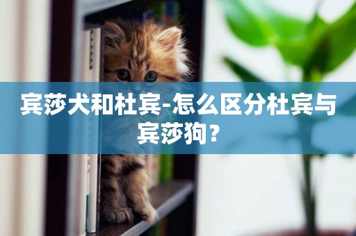 賓莎犬和杜賓-怎么區分杜賓與賓莎狗？
