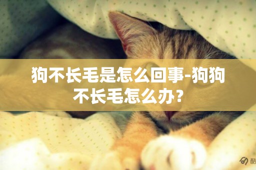 狗不長毛是怎么回事-狗狗不長毛怎么辦？