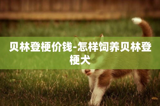 貝林登梗價錢-怎樣飼養貝林登梗犬