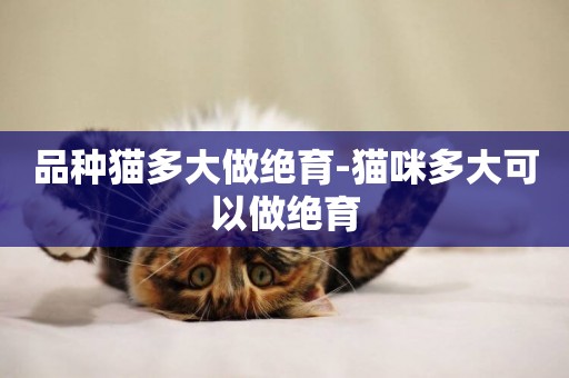 品種貓多大做絕育-貓咪多大可以做絕育