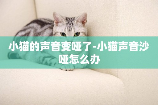 小貓的聲音變啞了-小貓聲音沙啞怎么辦