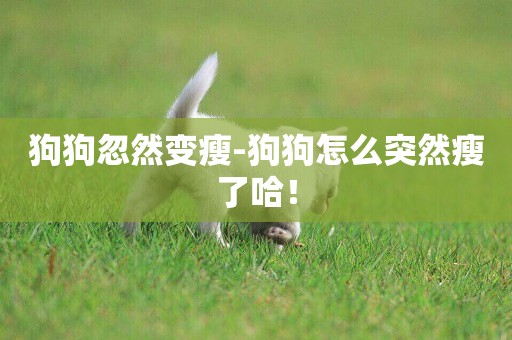 狗狗忽然變瘦-狗狗怎么突然瘦了哈！