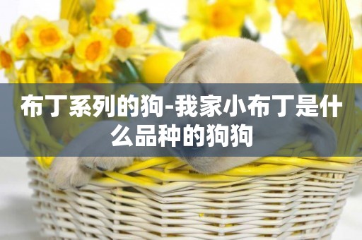 布丁系列的狗-我家小布丁是什么品種的狗狗