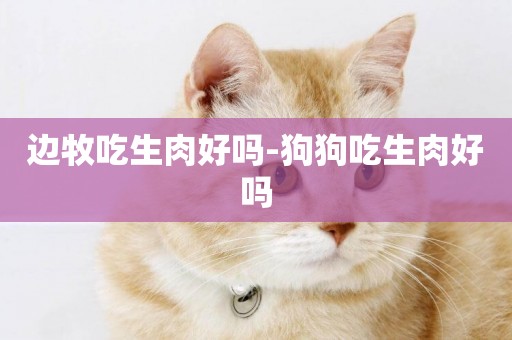 邊牧吃生肉好嗎-狗狗吃生肉好嗎